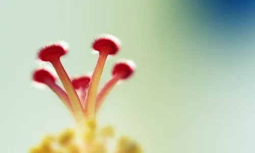 【12629】植物壁纸  2K 高清壁纸2560_1600@青蛙壁纸-笨猫小站