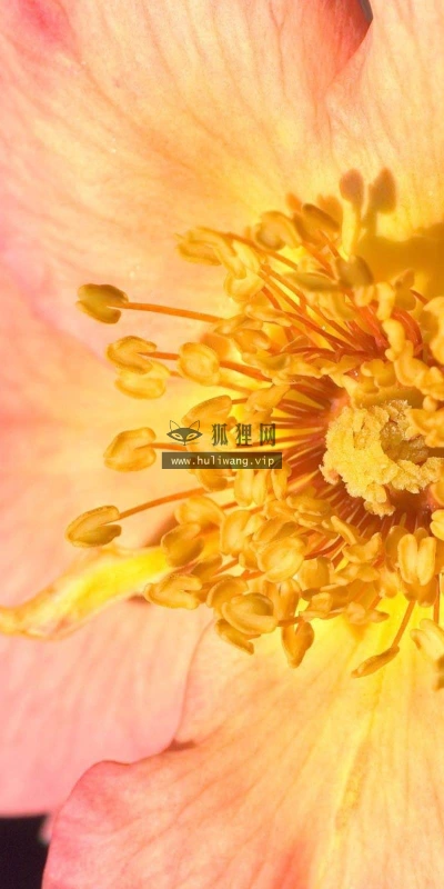 【12631】植物壁纸  2K 高清壁纸2560_1600@青蛙壁纸-笨猫小站