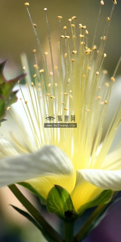 【12632】植物壁纸  2K 高清壁纸2560_1600@青蛙壁纸-笨猫小站
