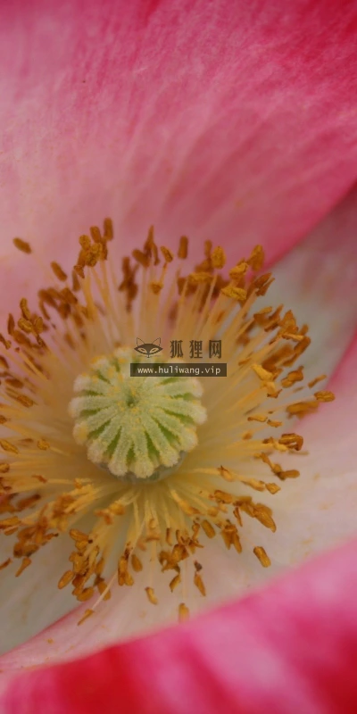 【12633】植物壁纸  2K 高清壁纸2560_1600@青蛙壁纸-笨猫小站