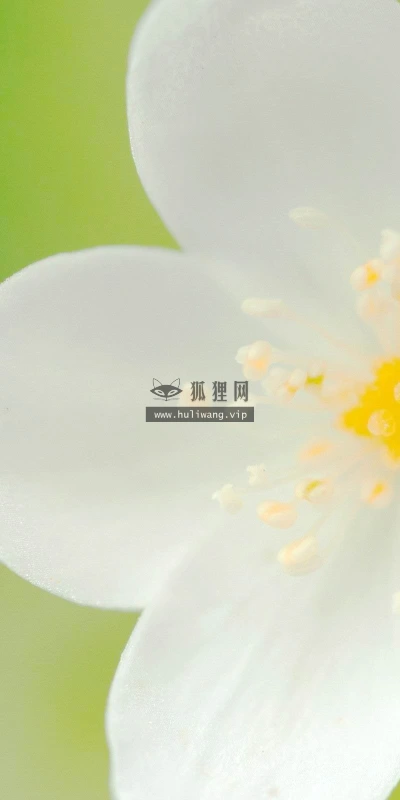 【12634】植物壁纸  2K 高清壁纸2560_1600@青蛙壁纸-笨猫小站