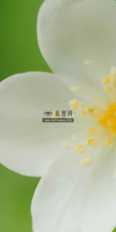 【12636】植物壁纸  2K 高清壁纸2560_1600@青蛙壁纸-笨猫小站