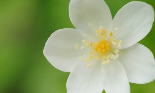【12636】植物壁纸  2K 高清壁纸2560_1600@青蛙壁纸-笨猫小站