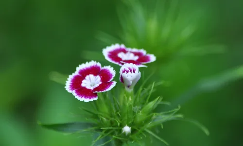 【12637】植物壁纸  2K 高清壁纸2560_1600@青蛙壁纸-笨猫小站