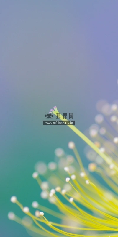 【12638】植物壁纸  2K 高清壁纸2560_1600@青蛙壁纸-笨猫小站