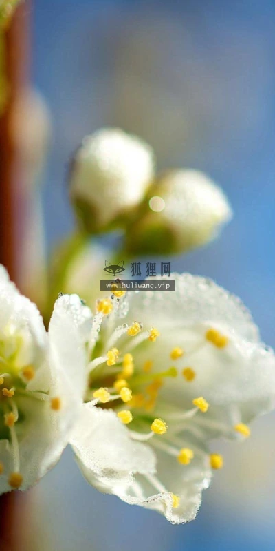 【12642】植物壁纸  2K 高清壁纸2560_1600@青蛙壁纸-笨猫小站