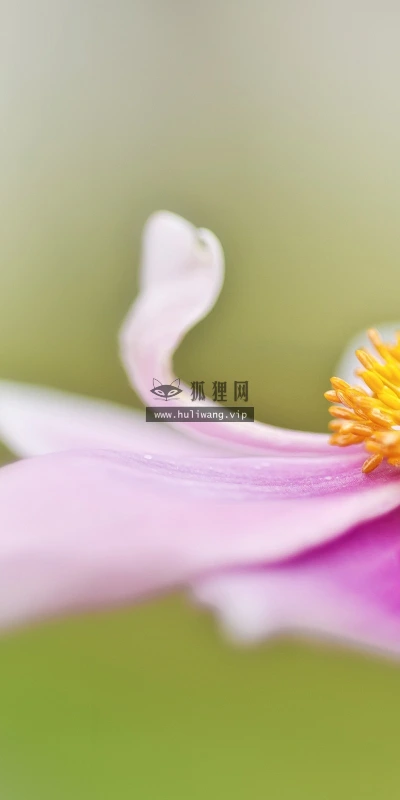 【12643】植物壁纸  2K 高清壁纸2560_1600@青蛙壁纸-笨猫小站