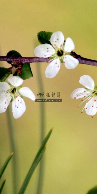 【12644】植物壁纸  2K 高清壁纸2560_1600@青蛙壁纸-笨猫小站