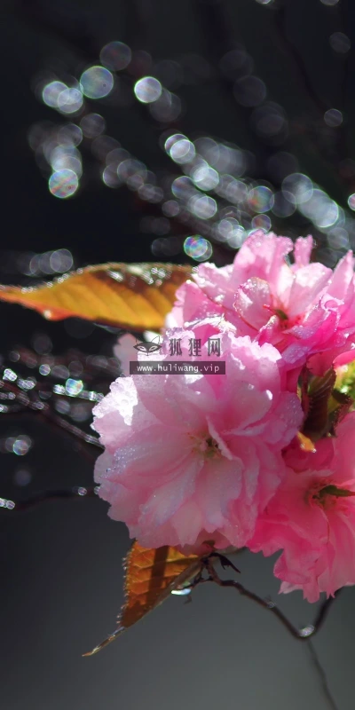 【12645】植物壁纸  2K 高清壁纸2560_1600@青蛙壁纸-笨猫小站
