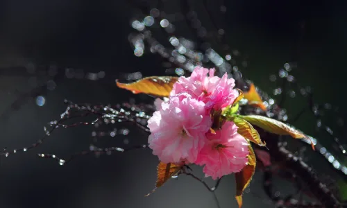 【12645】植物壁纸  2K 高清壁纸2560_1600@青蛙壁纸-笨猫小站