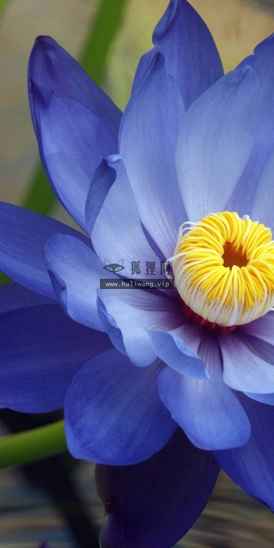 【12646】植物壁纸  2K 高清壁纸2560_1600@青蛙壁纸-笨猫小站