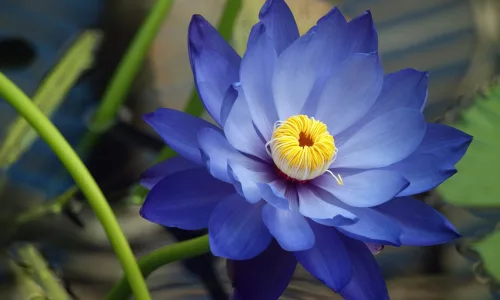 【12646】植物壁纸  2K 高清壁纸2560_1600@青蛙壁纸-笨猫小站