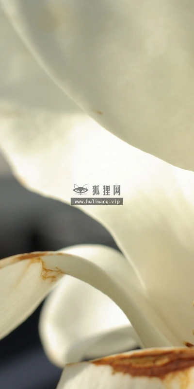 【12648】植物壁纸  2K 高清壁纸2560_1600@青蛙壁纸-笨猫小站