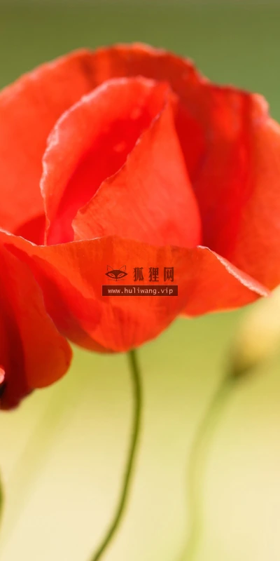 【12650】植物壁纸  2K 高清壁纸2560_1600@青蛙壁纸-笨猫小站