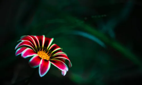 【12651】植物壁纸  2K 高清壁纸2560_1600@青蛙壁纸-笨猫小站