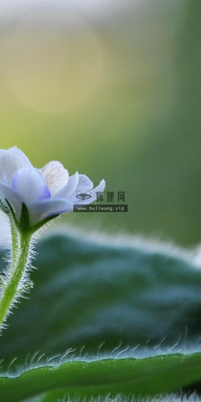 【12652】植物壁纸  2K 高清壁纸2560_1600@青蛙壁纸-笨猫小站