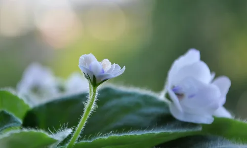 【12652】植物壁纸  2K 高清壁纸2560_1600@青蛙壁纸-笨猫小站