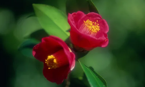 【12655】植物壁纸  2K 高清壁纸2560_1600@青蛙壁纸-笨猫小站