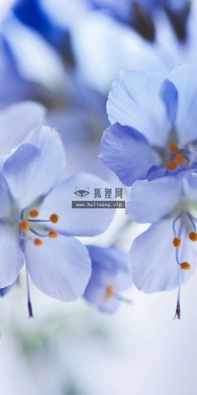 【12656】植物壁纸  2K 高清壁纸2560_1600@青蛙壁纸-笨猫小站