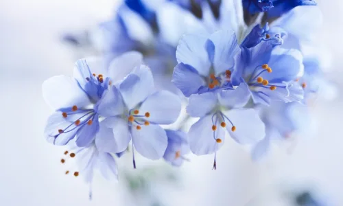【12656】植物壁纸  2K 高清壁纸2560_1600@青蛙壁纸-笨猫小站