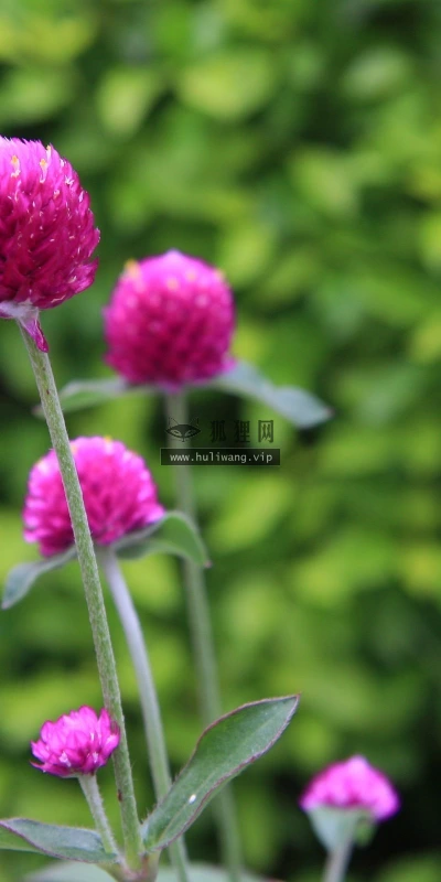 【12657】植物壁纸  2K 高清壁纸2560_1600@青蛙壁纸-笨猫小站