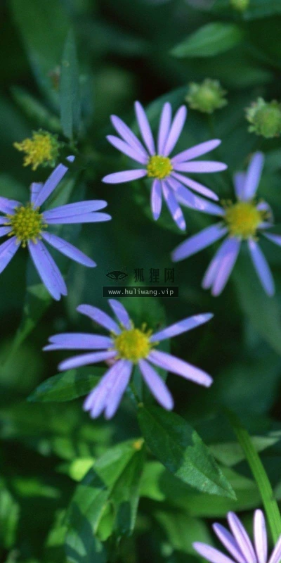 【12659】植物壁纸  2K 高清壁纸2560_1600@青蛙壁纸-笨猫小站
