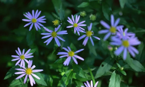 【12659】植物壁纸  2K 高清壁纸2560_1600@青蛙壁纸-笨猫小站