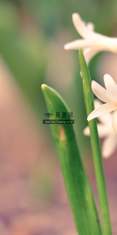 【12660】植物壁纸  2K 高清壁纸2560_1600@青蛙壁纸-笨猫小站
