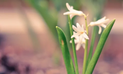 【12660】植物壁纸  2K 高清壁纸2560_1600@青蛙壁纸-笨猫小站
