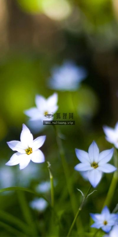 【12663】植物壁纸  2K 高清壁纸2560_1600@青蛙壁纸-笨猫小站