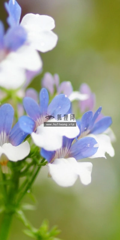 【12664】植物壁纸 2K 高清壁纸2560_1600@青蛙壁纸-笨猫小站