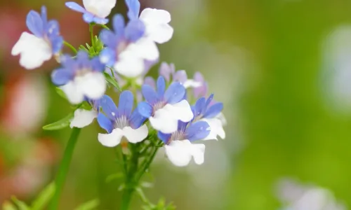 【12664】植物壁纸  2K 高清壁纸2560_1600@青蛙壁纸-笨猫小站
