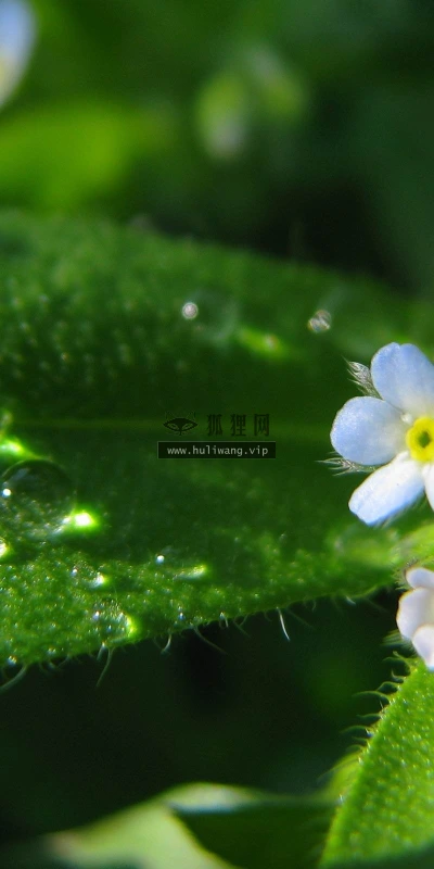 【12667】植物壁纸  2K 高清壁纸2560_1600@青蛙壁纸-笨猫小站