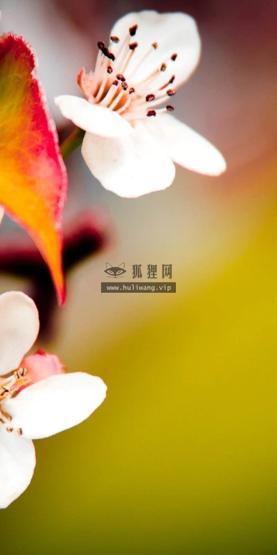 【12668】植物壁纸  2K 高清壁纸2560_1600@青蛙壁纸-笨猫小站