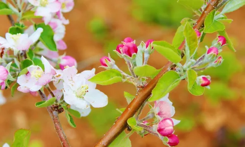 【12669】植物壁纸  2K 高清壁纸2560_1600@青蛙壁纸-笨猫小站