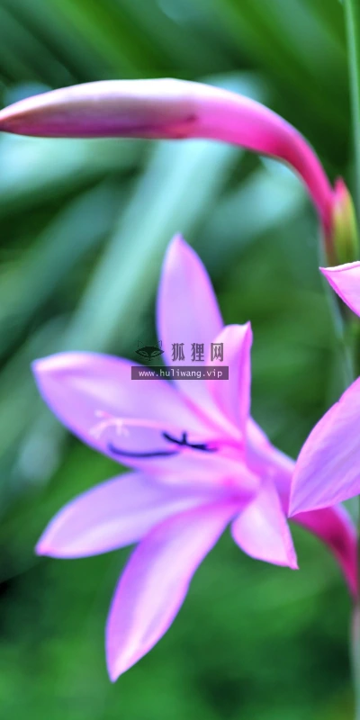 【12670】植物壁纸  2K 高清壁纸2560_1600@青蛙壁纸-笨猫小站