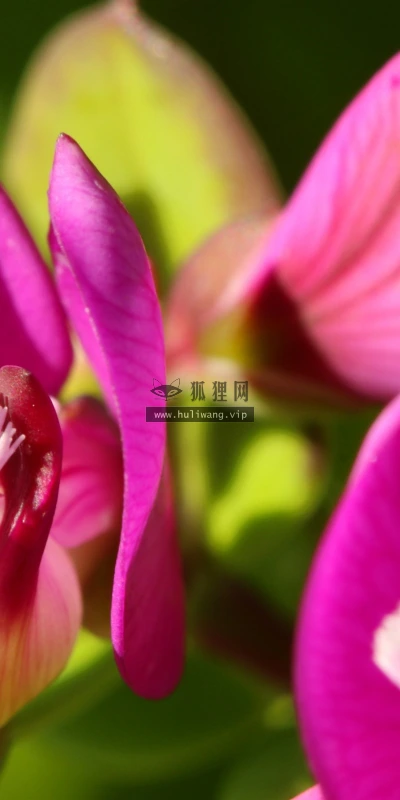 【12671】植物壁纸  2K 高清壁纸2560_1600@青蛙壁纸-笨猫小站