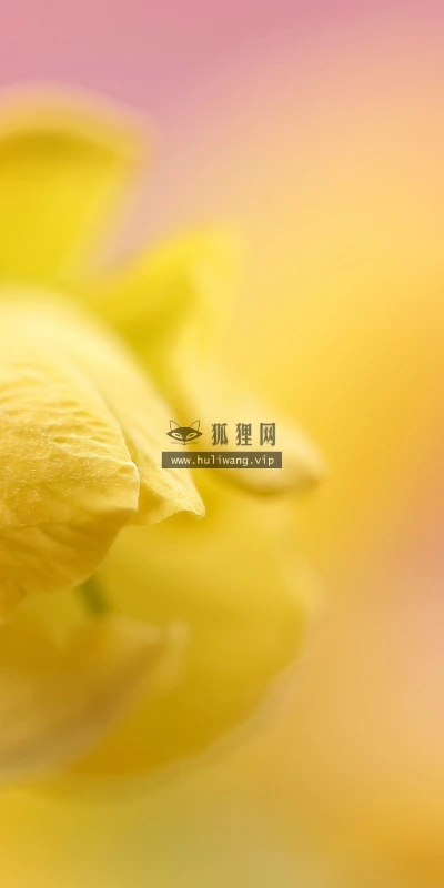 【12672】植物壁纸  2K 高清壁纸2560_1600@青蛙壁纸-笨猫小站