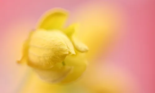 【12672】植物壁纸  2K 高清壁纸2560_1600@青蛙壁纸-笨猫小站