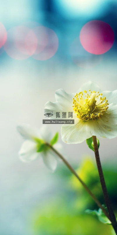 【12673】植物壁纸  2K 高清壁纸2560_1600@青蛙壁纸-笨猫小站