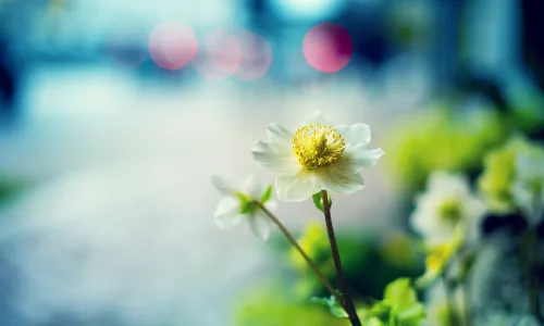 【12673】植物壁纸  2K 高清壁纸2560_1600@青蛙壁纸-笨猫小站