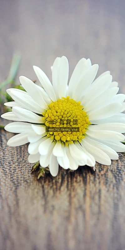 【12674】植物壁纸  2K 高清壁纸2560_1600@青蛙壁纸-笨猫小站