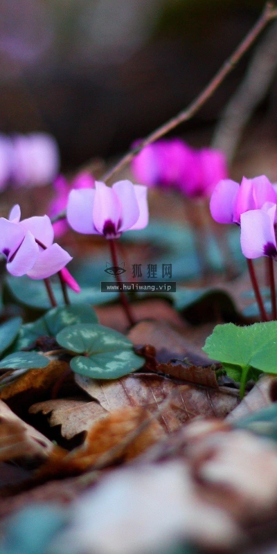 【12676】植物壁纸  2K 高清壁纸2560_1600@青蛙壁纸-笨猫小站