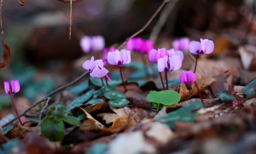 【12676】植物壁纸  2K 高清壁纸2560_1600@青蛙壁纸-笨猫小站