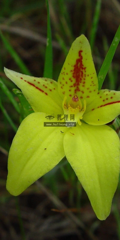 【12677】植物壁纸  2K 高清壁纸2560_1600@青蛙壁纸-笨猫小站