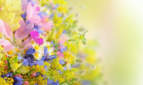 【12678】植物壁纸  2K 高清壁纸2560_1600@青蛙壁纸-笨猫小站