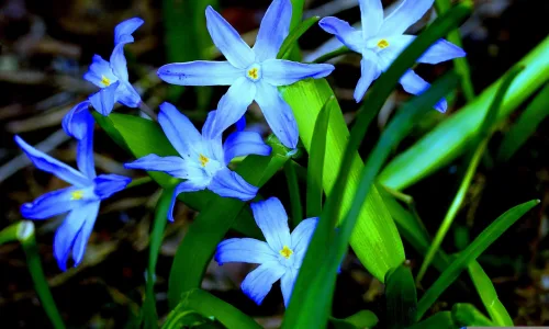 【12680】植物壁纸  2K 高清壁纸2560_1600@青蛙壁纸-笨猫小站