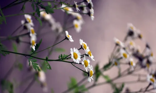 【12681】植物壁纸  2K 高清壁纸2560_1600@青蛙壁纸-笨猫小站