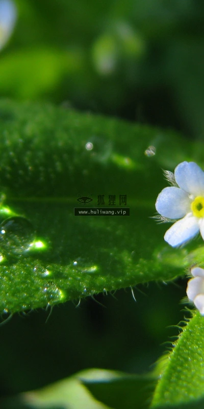 【12682】植物壁纸  2K 高清壁纸2560_1600@青蛙壁纸-笨猫小站