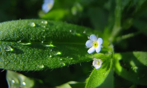 【12682】植物壁纸  2K 高清壁纸2560_1600@青蛙壁纸-笨猫小站